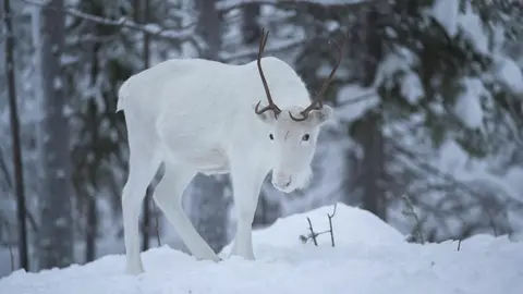 Reindeer in the Snow