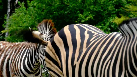 Zebra herd social