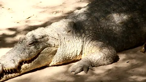 Alligator