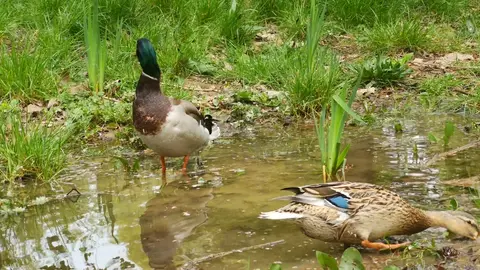 Mallard Ducks