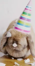 Birthday Bunny