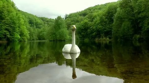 Swans