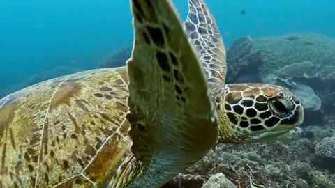 Sea Turtle