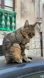 Cat maintenance