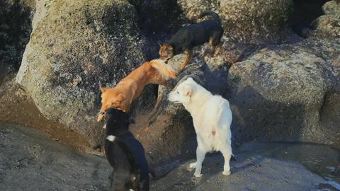 Video jigsaw puzzle titled Dogs on the Beach