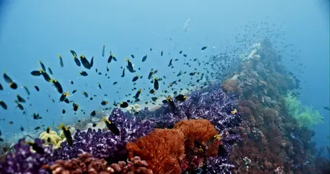 Coral Reef