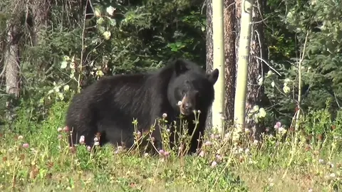 Mama Bear and cub in a forest