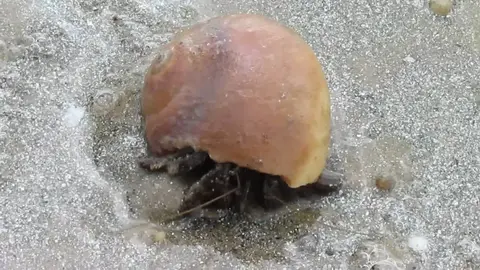 Marine Life