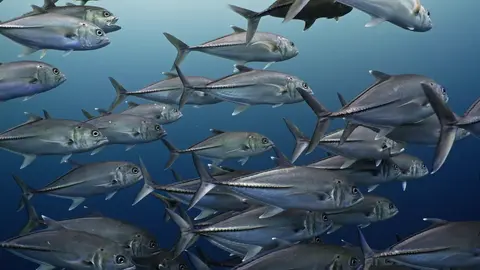 Tuna School