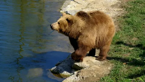 Big Brown Bear