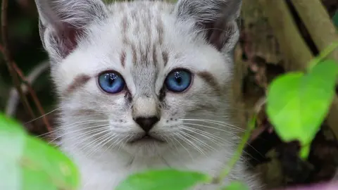 Adorable Kitten