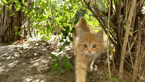 Jungle Kitty