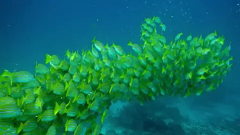 School of tropical fish