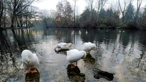 Ducks on the water