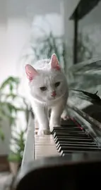 Cat on piano