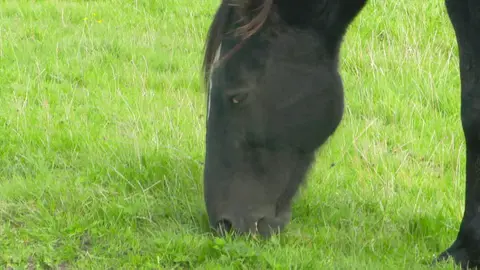 Horses
