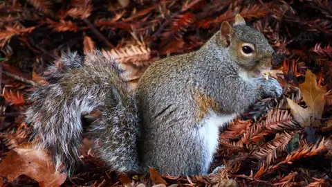 Squirrel