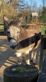 Donkey