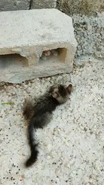 Kittens Playing
