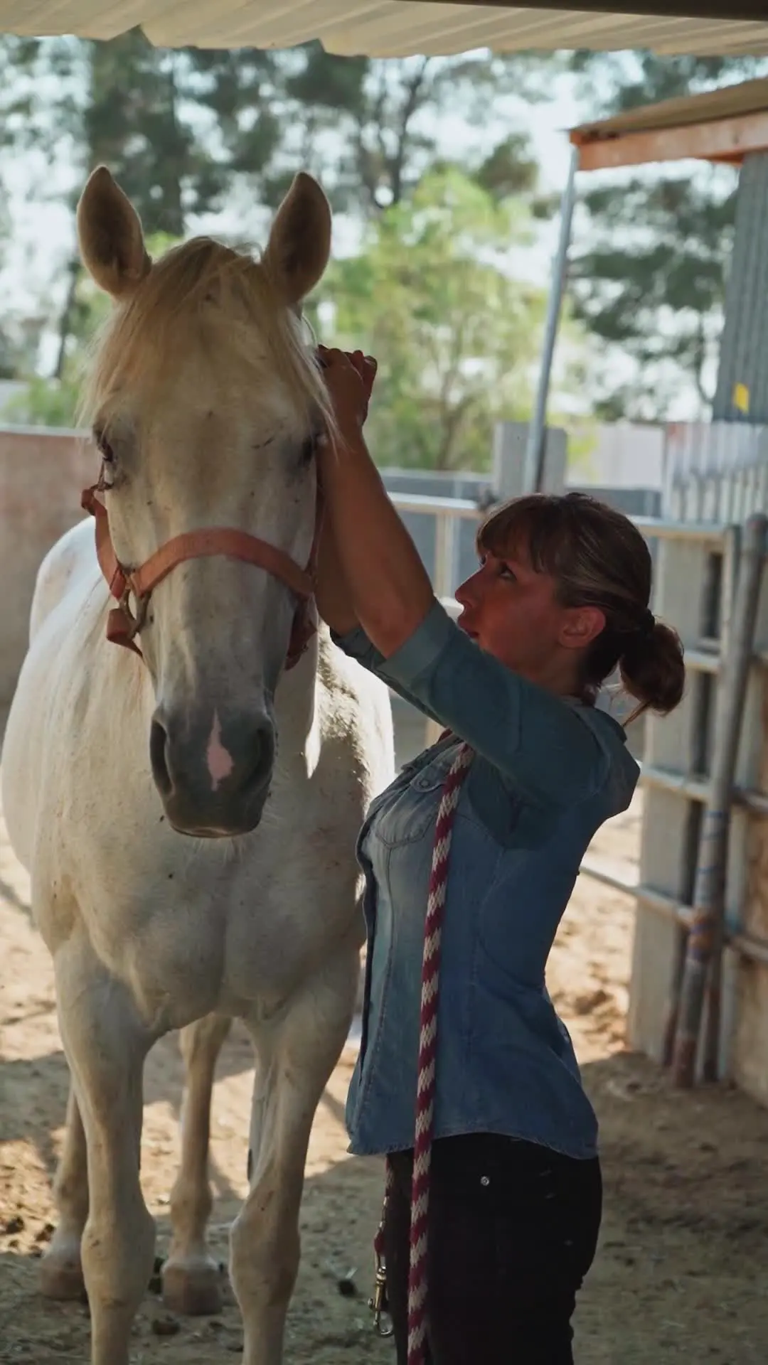 Horse Care