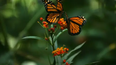 Red Admiral Butterfly in SloMo