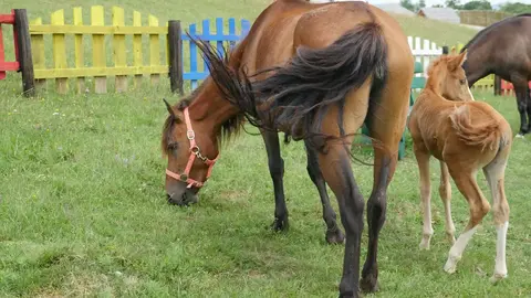 Horses on the farm
