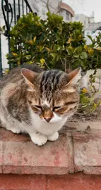 Cat on a wall