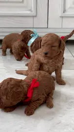 Puppies