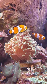 Clown fish