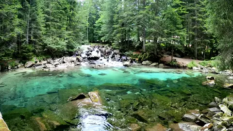A Clear Stream in the Forest