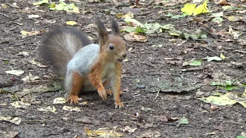Cute Squirrel