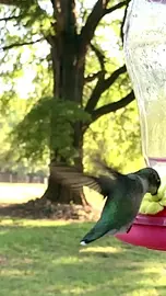 Hummingbird feeding