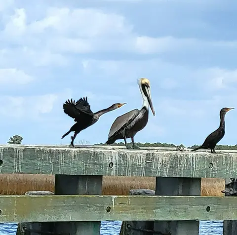 Pelican and cormorants
