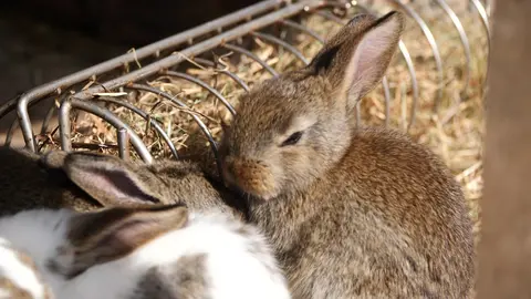 Bunnies