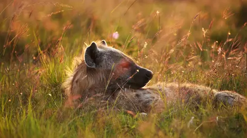 Hyena at Sunrise