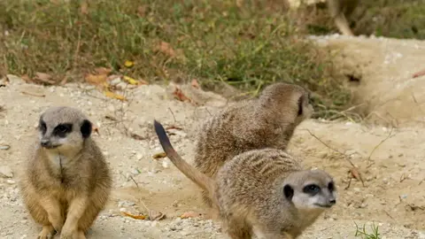 Meercats