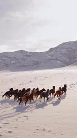 Video jigsaw puzzle titled Horses on the run