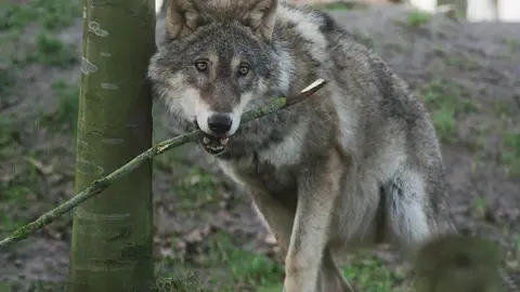 Video jigsaw puzzle titled Beautiful Young Grey Wolf