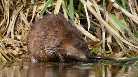 Video jigsaw puzzle titled Muskrat Breakfast