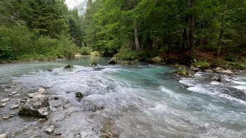 River Forest River