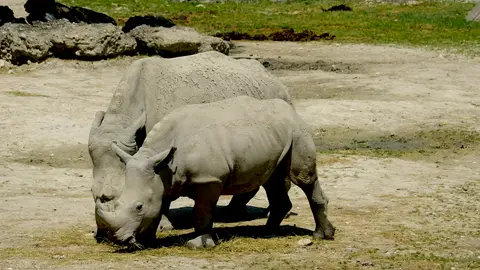 Rhinos