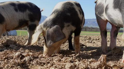 Farm animals