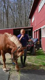 Video jigsaw puzzle titled Farm horse