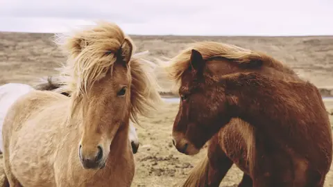 Icelandic Horses