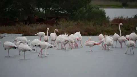 Video jigsaw puzzle titled Flamingos