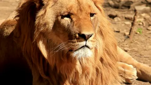 Yawning Lion