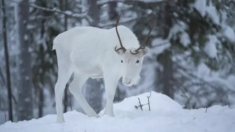 Snow