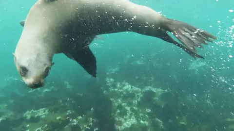 Video jigsaw puzzle titled Swimming Seal