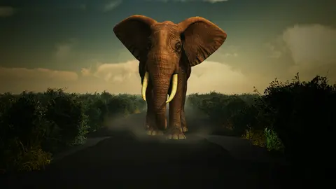 Elephant