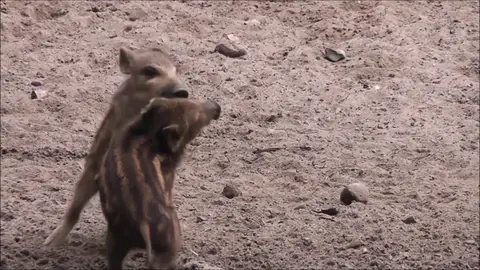 Boisterous Wild Boar Babies